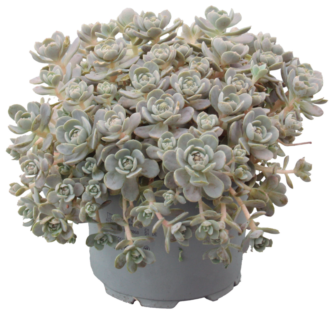 GARDENLINE® - Suculenta Orostachys