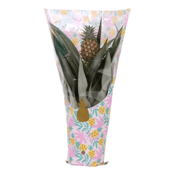 GARDENLINE® - Planta piña