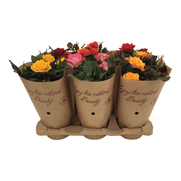 GARDENLINE® - Rosal