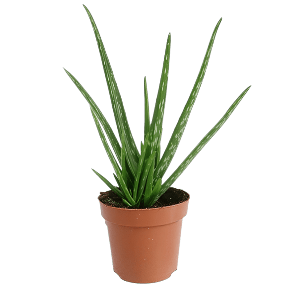 GARDENLINE® - Aloe vera