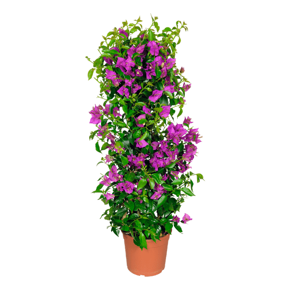 GARDENLINE® - Planta para balcón