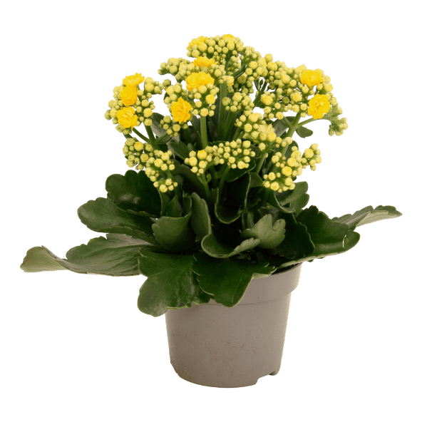 GARDENLINE® - Kalanchoe