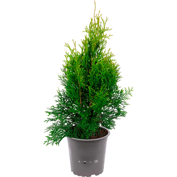 GARDENLINE® - Coníferas