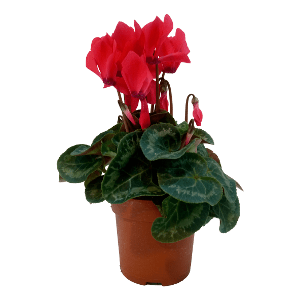 GARDENLINE® - Cyclamen
