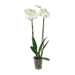 GARDENLINE® Orquídea