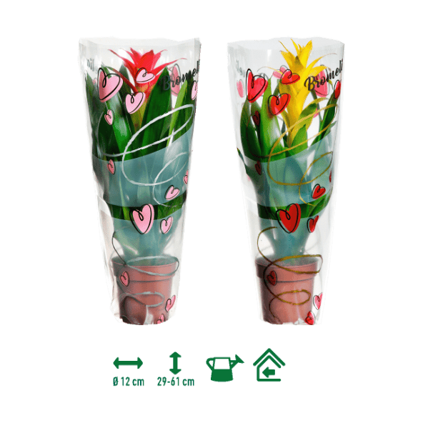 GARDENLINE® - Bromelia