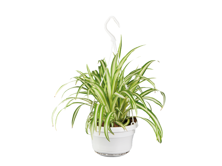 Planta verde colgante