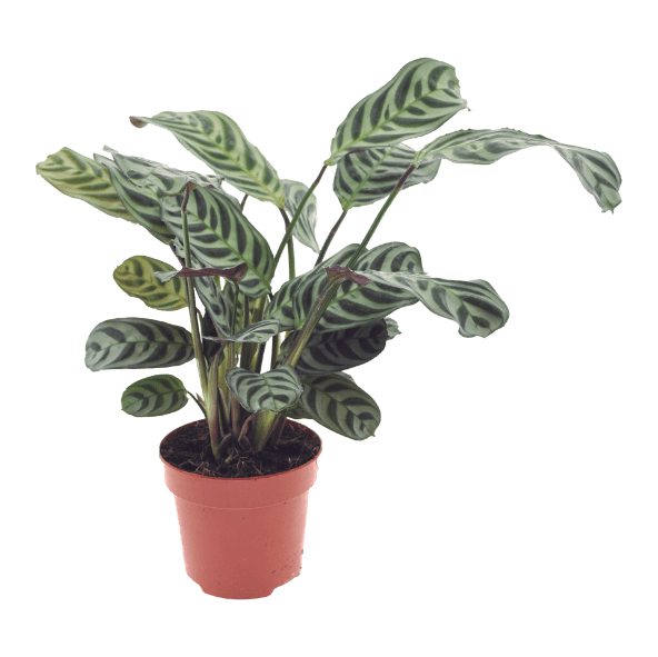 GARDENLINE® - Plantas verdes