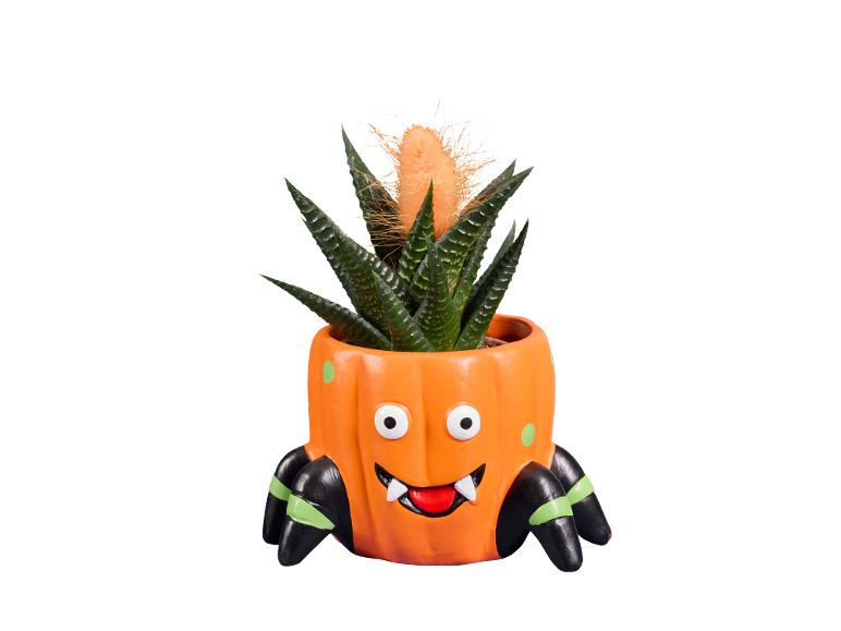Cactus y Suculentas