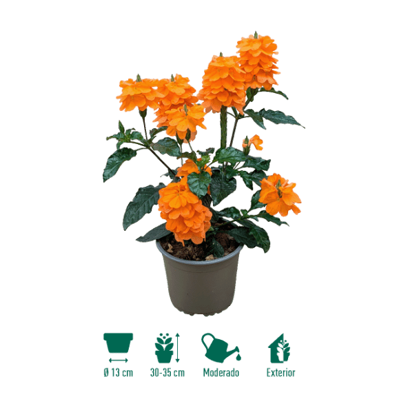 GARDENLINE® - Crossandra