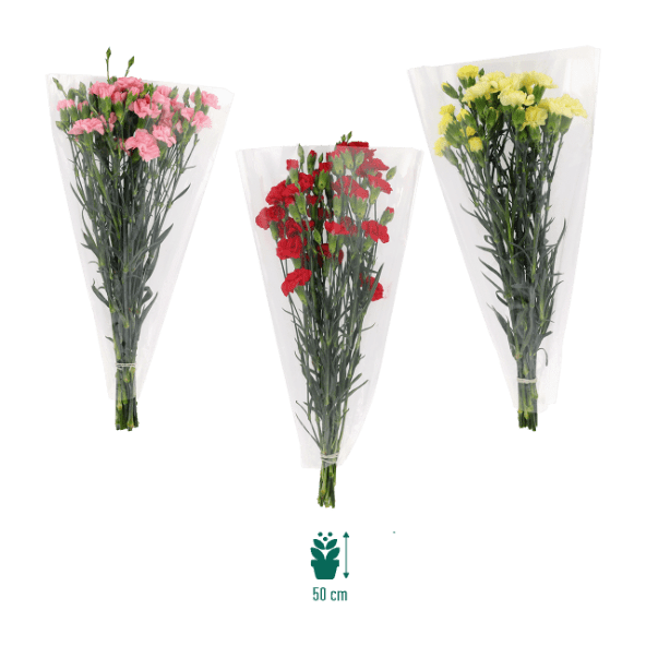 GARDENLINE® - Ramo de claveles