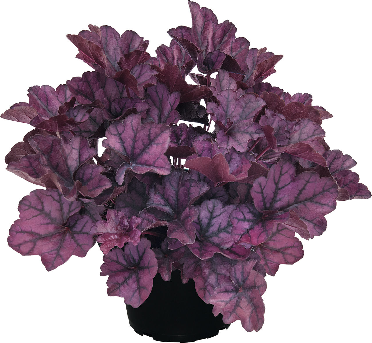 GARDENLINE® - Heuchera