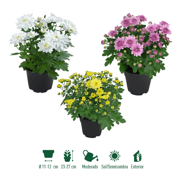 GARDENLINE® - Crisantemo