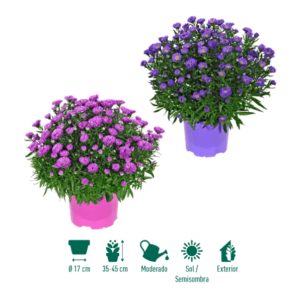 GARDENLINE® - Flores de otoño