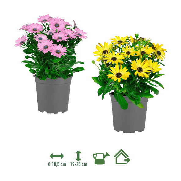 GARDENLINE® - Margaritas