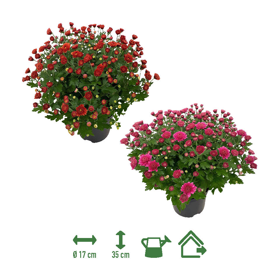 GARDENLINE® - Crisantemo