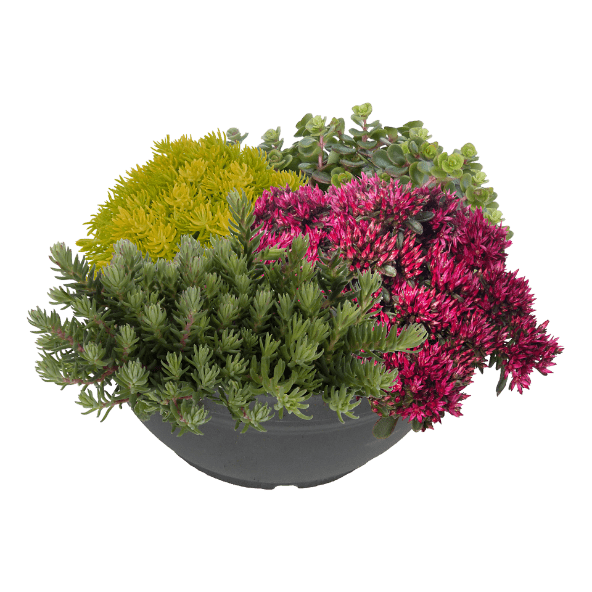 GARDENLINE® - Suculentas sedum