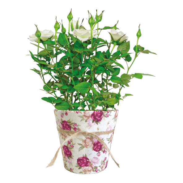 GARDENLINE® - Rosal