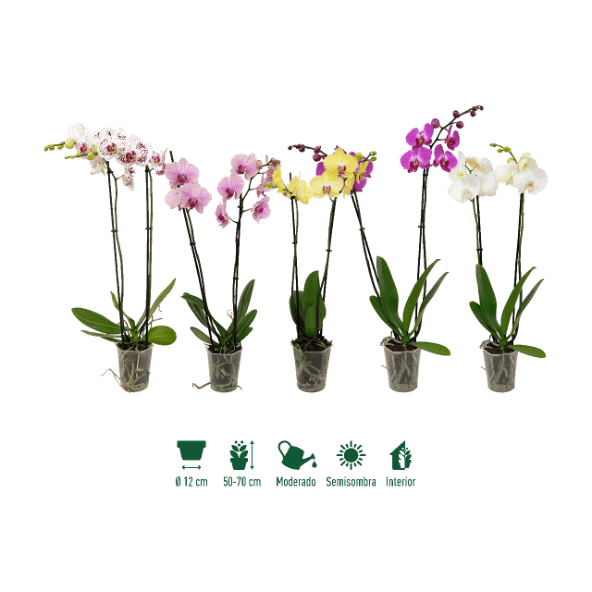 GARDENLINE® - Orquídea 2 tallos