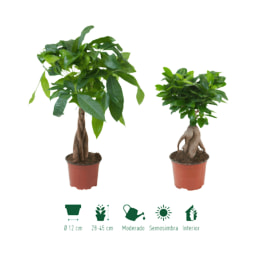 GARDENLINE® - Ficus ginseng / Pachira