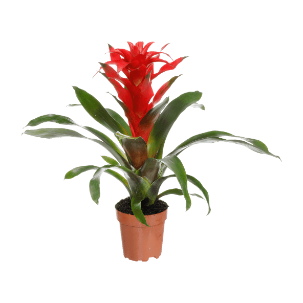 GARDENLINE® - Bromelia