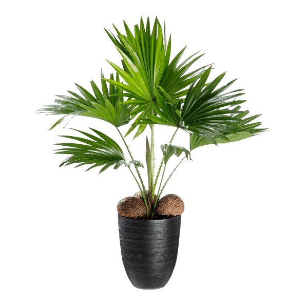 GARDENLINE® - Livistona-Calathea-Monstera Mix