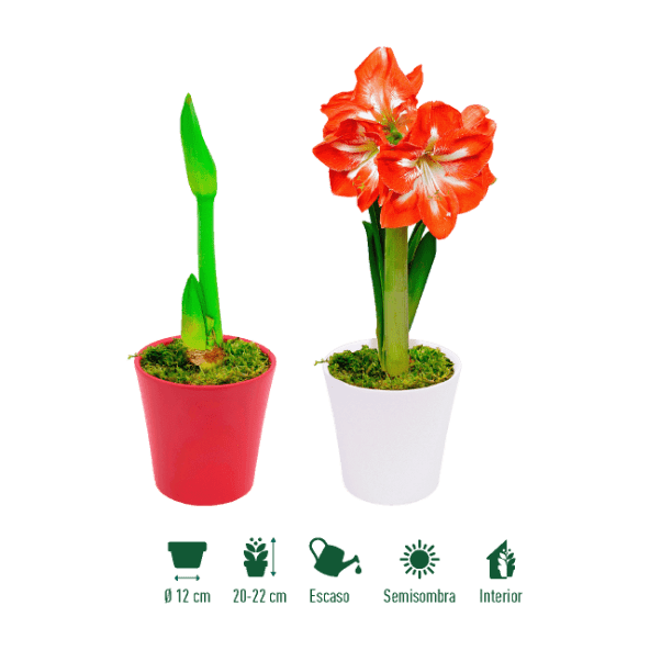 GARDENLINE® - Amaryllis