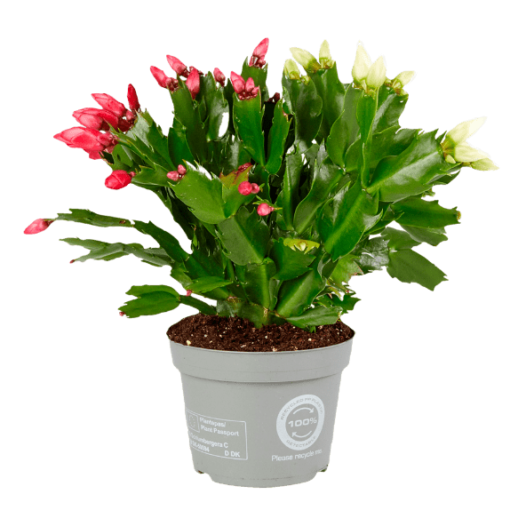 GARDENLINE® - Cactus de otoño